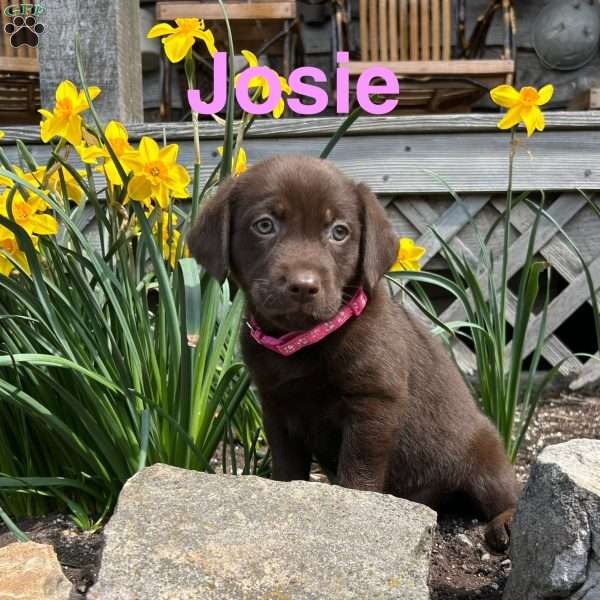 Josie, Chocolate Labrador Retriever Puppy